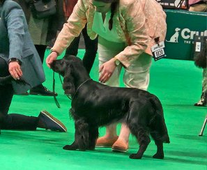 Field Spaniel Sonnetend It's Meant to Be