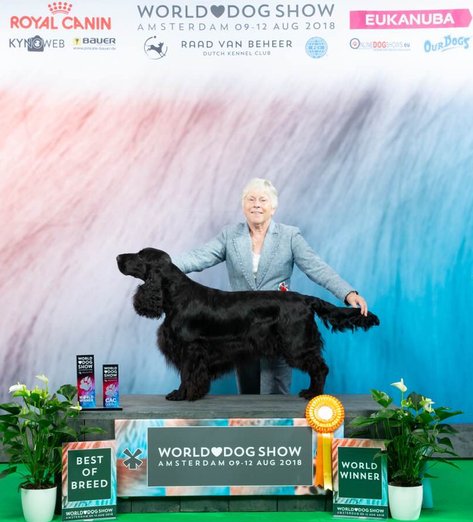 Field Spaniel - World Dog Show World Winner - Ianto - Sonnetend Tic Tac Toe