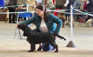 Deli - black field spaniel puppy - Sonnetend It's Meant to Be