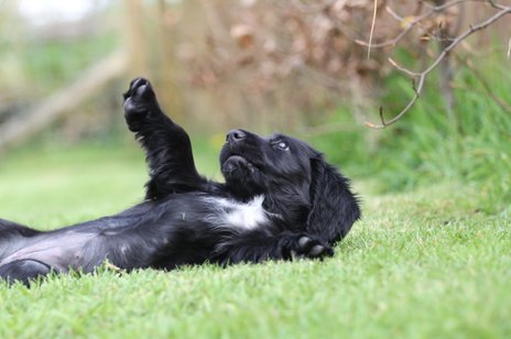 Black Field Spaniel puppy