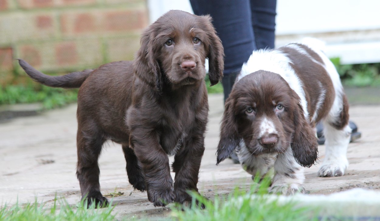 Puppies Field Spaniels - liver roan