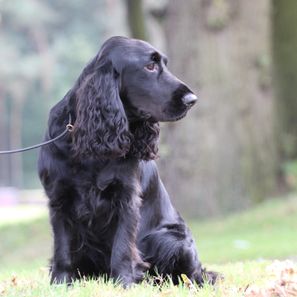 Sonnetend Wake Up and Dream at Wireduck - field spaniel