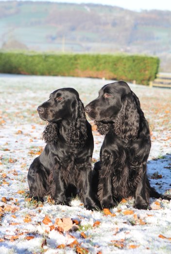Black field spaniels Clemmie and Merlin posing in the snow