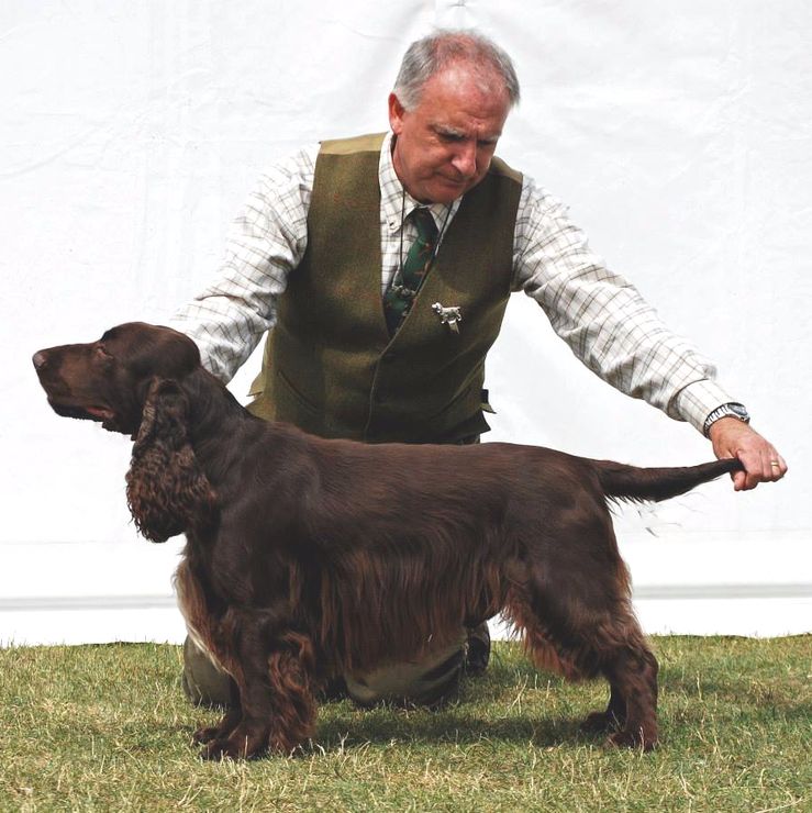 Field Spaniel Sh Ch Elgert D'zzee Rascal with Sonnetend