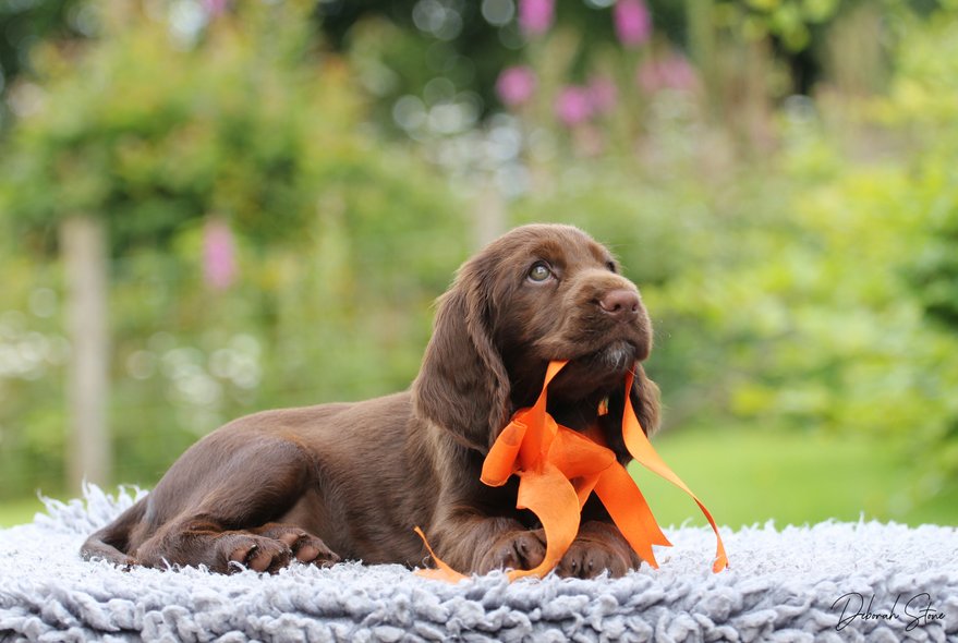 Field spaniel puppies 