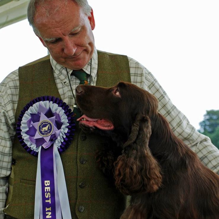 Spencer field spaniel