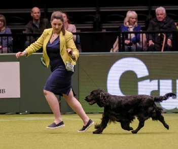 Black Field Spaniel Best of Breed Crufts