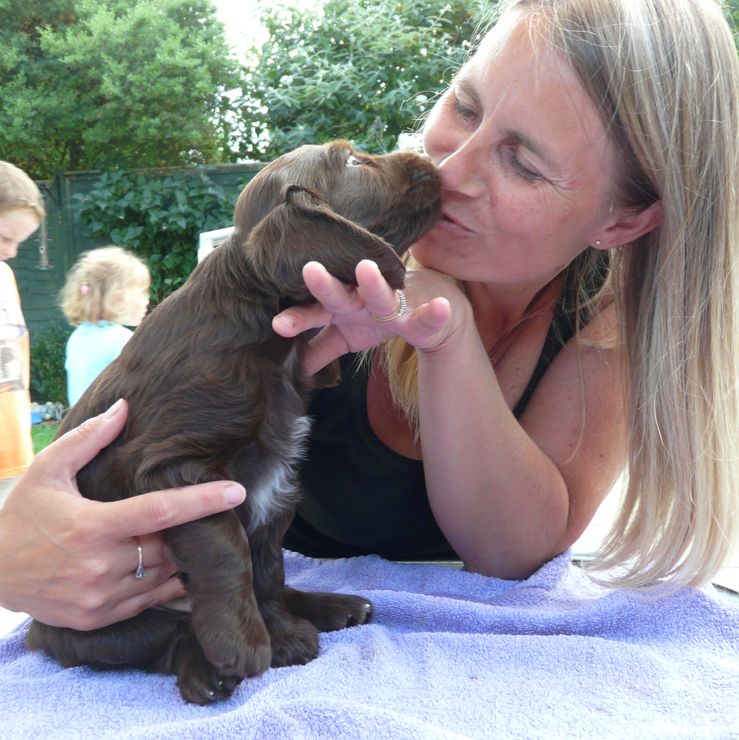 field spaniel puppy spencer