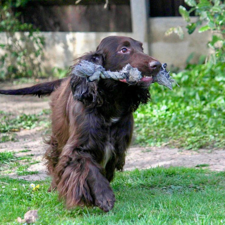 Stunning Field Spaniel - Spencer