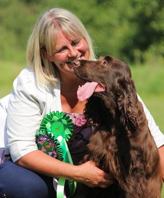 Show champion Field Spaniel Sonnetend Soft Touch JW - Nancy