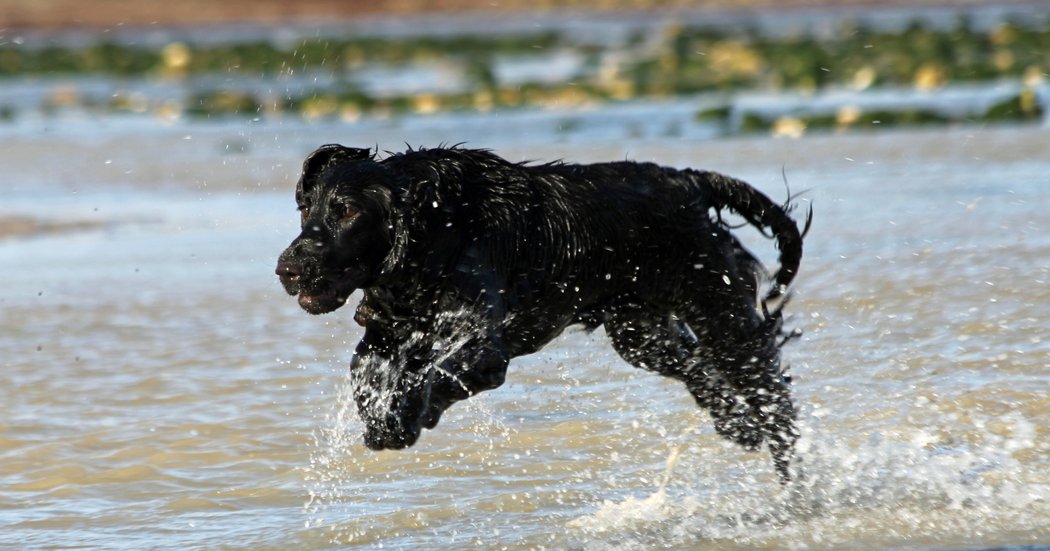 field spaniel puppies